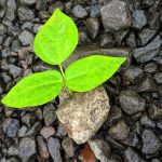 Photo Growth mindset