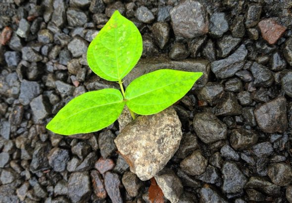 Photo Growth mindset