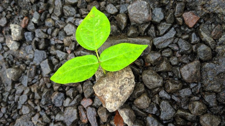 Photo Growth mindset